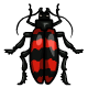 Red Striped Collectable Scarab