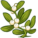Mistletoe Plant